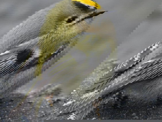 Fenolijn 30 oktober 2022