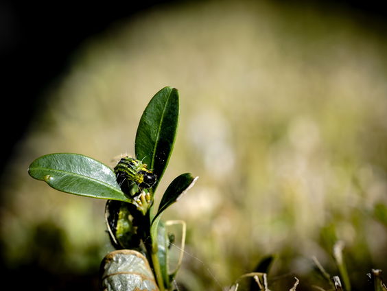 Hoe overleven insecten en andere kleine dieren in de winter?