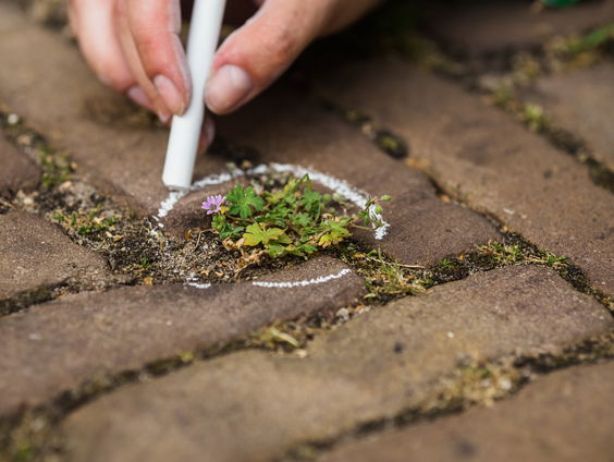 Onkruid? Nee, stoepplantjes. En die zijn belangrijker dan je denkt.