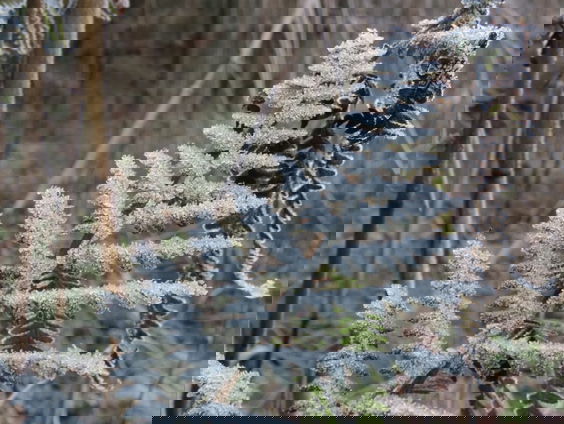 Winter is goede tijd om varens te zoeken