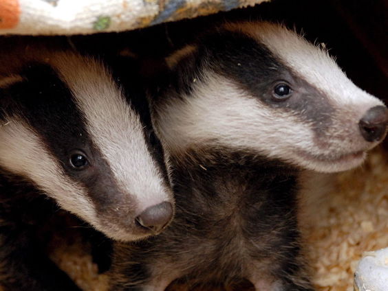 Dassenfamilies leggen treinverkeer Friesland stil