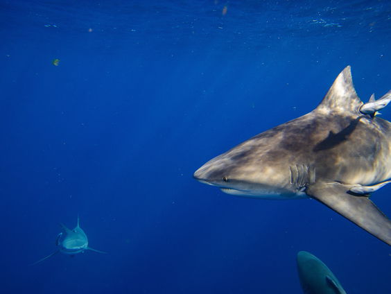 Requiemhaaien beter beschermd