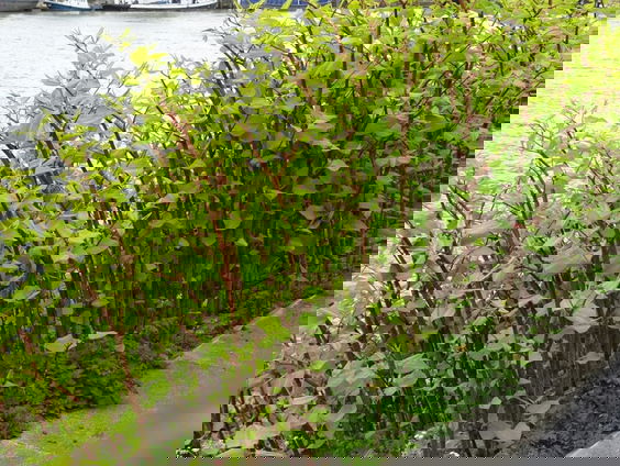 Vier het leven van de Japanse duizendknoop