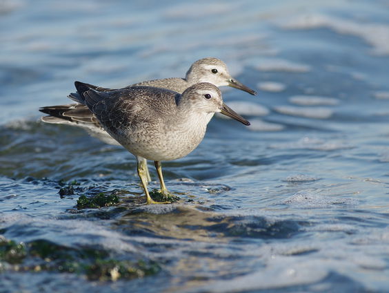 Hoe de kanoet de staat van de aarde aantoont