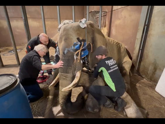 Dierenarts Peter Klaver behandelde afgelopen week een zieke olifant