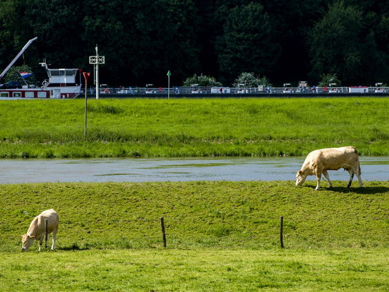 Moeten we natuur maken van bijna alle uiterwaarden van de grote rivieren?