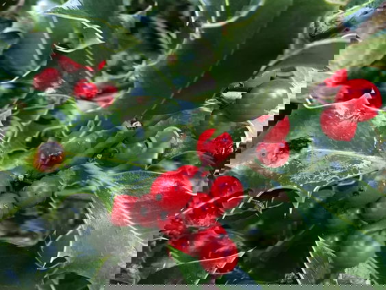 Fenolijn 3 december 2023