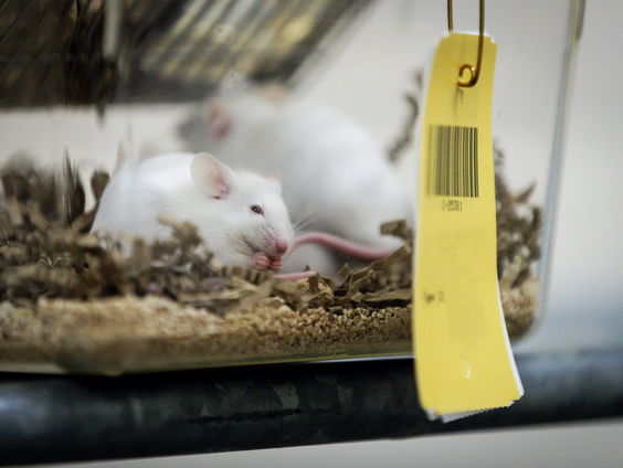 waarom gebruiken we proefdieren?