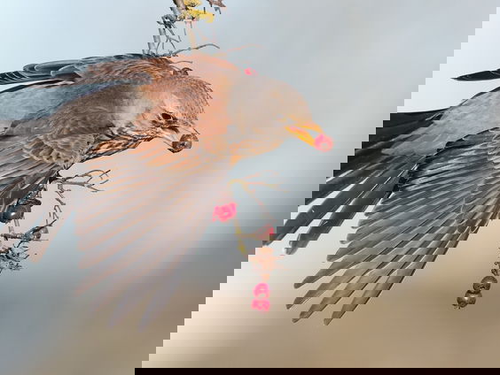 Fenolijn 11 december 2022