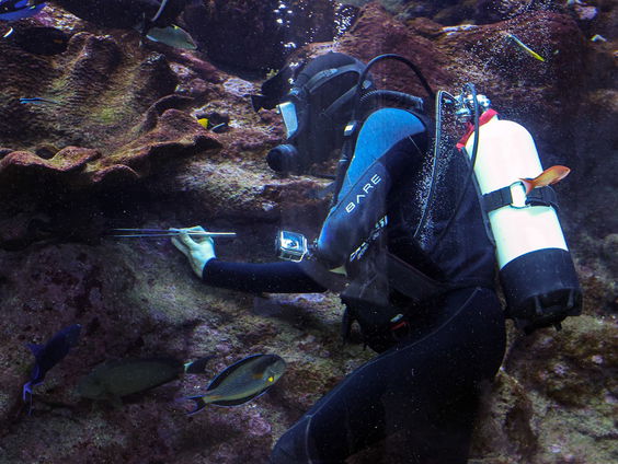 De medicinale werking van sponzen uit de diep zee