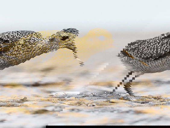 Fenolijn 1 oktober 2023