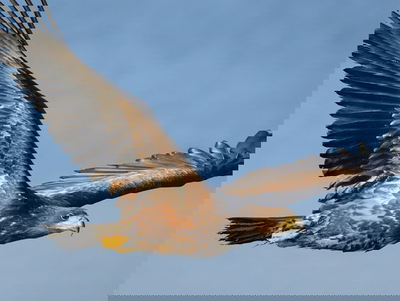 Recordaantal broedende zeearenden in Nederland