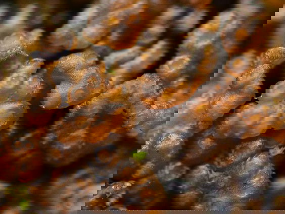 De oudste korstmossen die er zijn lijken op pudding