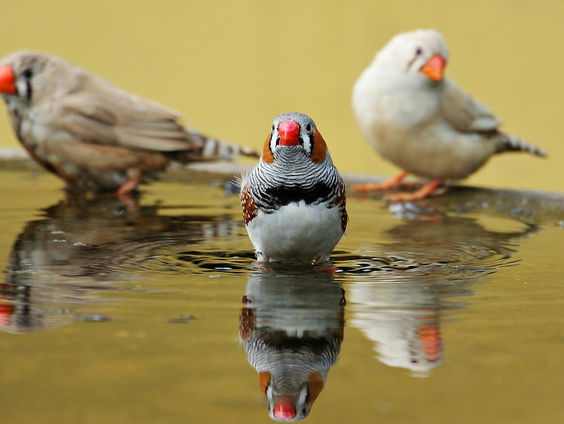 Jonge zebravinken krijgen zangles van een robotvink