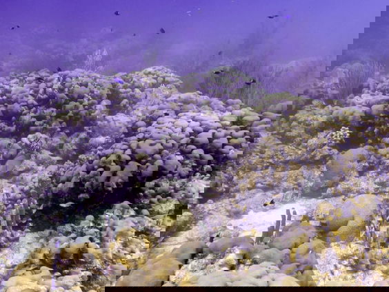 Visseneitjes kweken voor het koraal