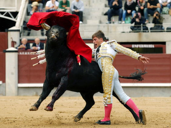 Voor het eerst komt een stierenvechter in Spanje uit de kast
