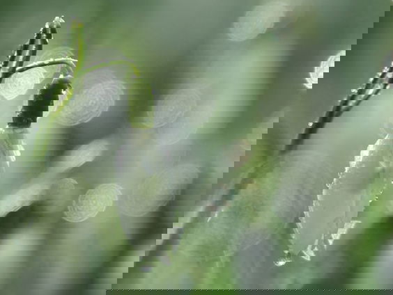 Fenolijn 31 december 2023