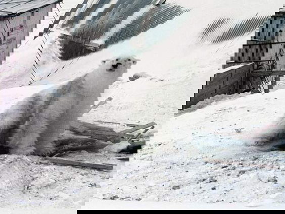 Een jaar bij de ijsberen 1968-1969