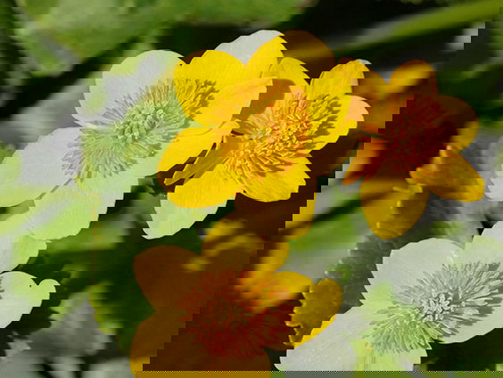 Fenolijn 19 maart 2023