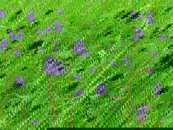 Fenolijn 28 mei 2023