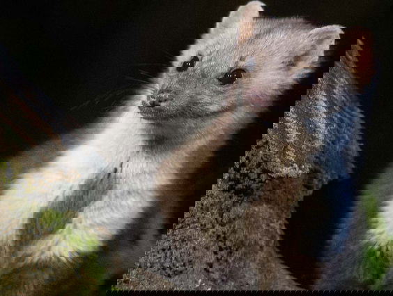 Dilemma: steenmarter bestrijden voor de grutto