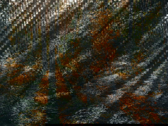 Bomen nemen geen CO2 meer op