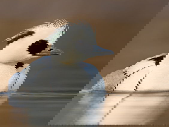 Wintereenden: nonnetje