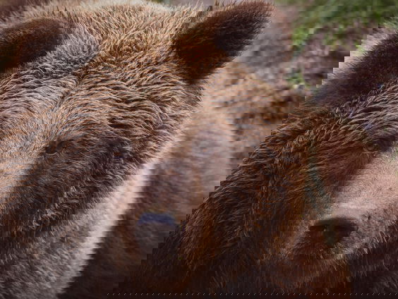 Floortje Dessing zet zich in voor opgesloten beer Balou