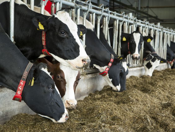 Boeren zonder vergunning riskeren toch boetes