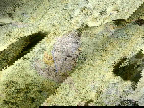 Waar overwintert de meervleermuis?