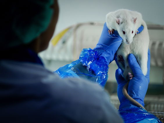 Kunnen we in de toekomst zonder proefdieren?