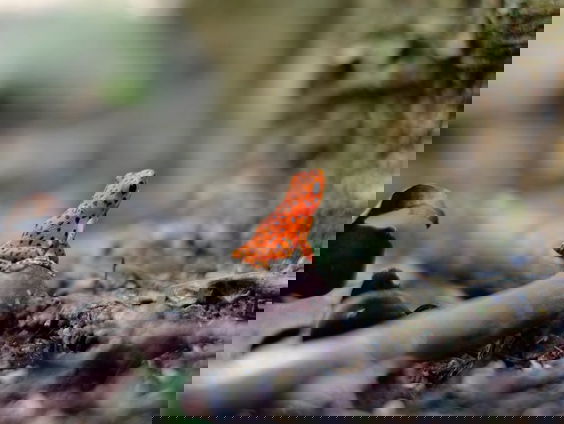 Giftige dieren: van adder tot aap