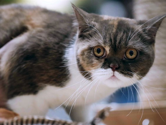 Stand.nl: Het houden van een kortsnuitige kat is dierenmishandeling