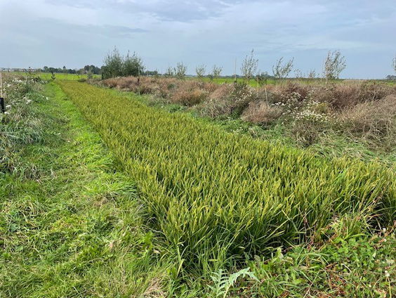 Rijst verbouwen in het veenweidegebied?