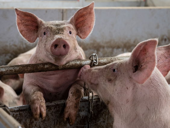 Rob stopte in 2020 met zijn varkenshouderij