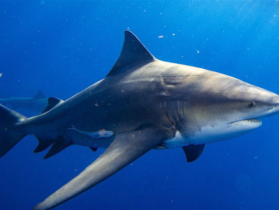 Haai niet langer vogelvrij