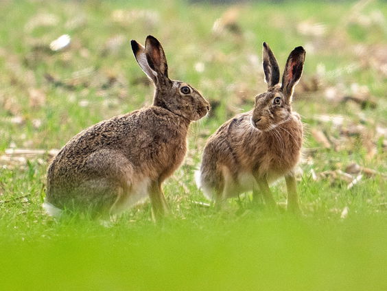 Konijnen uitgezet op Vlieland: 'Eerst nog maar vijftig op het eiland'