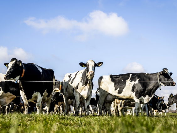 Opnieuw miljoenen naar vlees- en zuivelsector