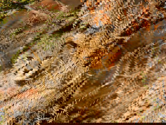 De cheeta verhuizen van Afrika naar India: goed idee?