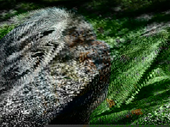 Cultuur van chimpansees: grassprietjes en high fives