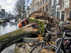 Waarom waaiden er in Amsterdam zoveel bomen om?