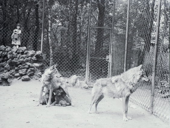 De wolf in het CDA-verkiezingsprogramma