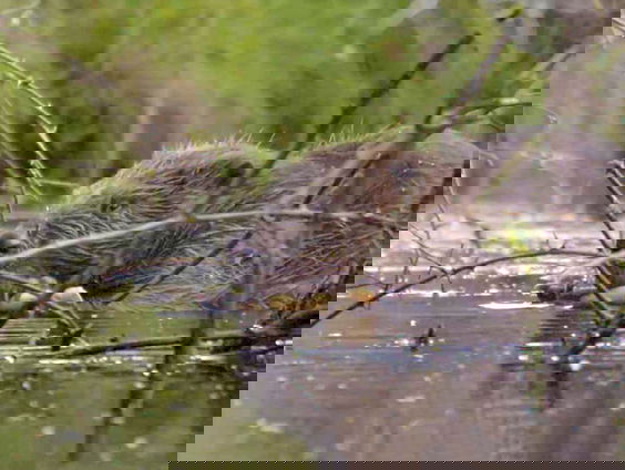 Wanneer verdient een in dijken gravende bever de kogel?