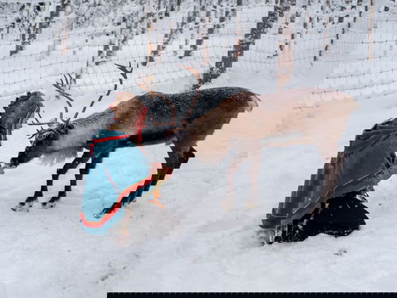 40 jaar België: Is het in Sápmi echt zo koud?