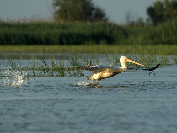 Buitenland Uitgelicht: Roemenië