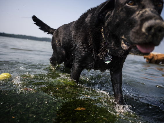 Welke invloed hebben genen op het eetgedrag van honden?