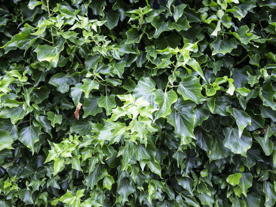 Waarom klimop belangrijk is voor de natuur