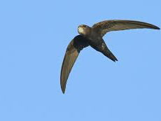 Op pad met vogelaar Jesse Zwart