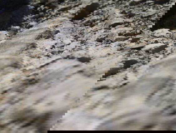 Dino-opgravers Naturalis druk bezig geweest met blootleggen Diplodocus