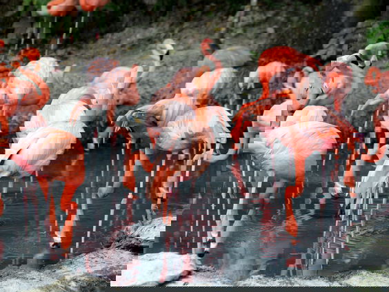 Waarom overwinteren flamingo's in Duitsland?